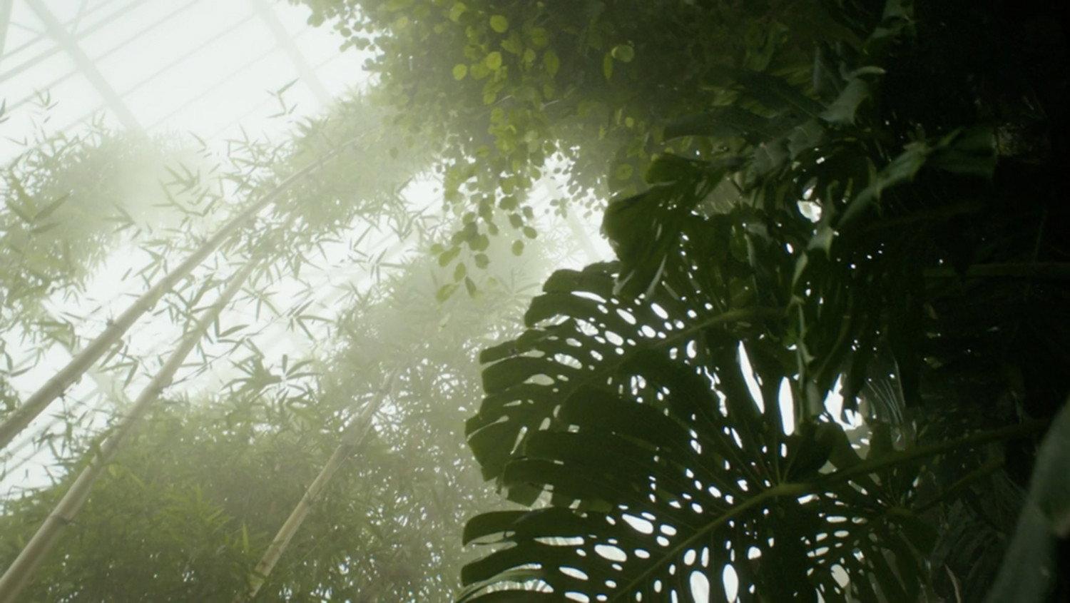 Paradise Lost? 2015 movie scene