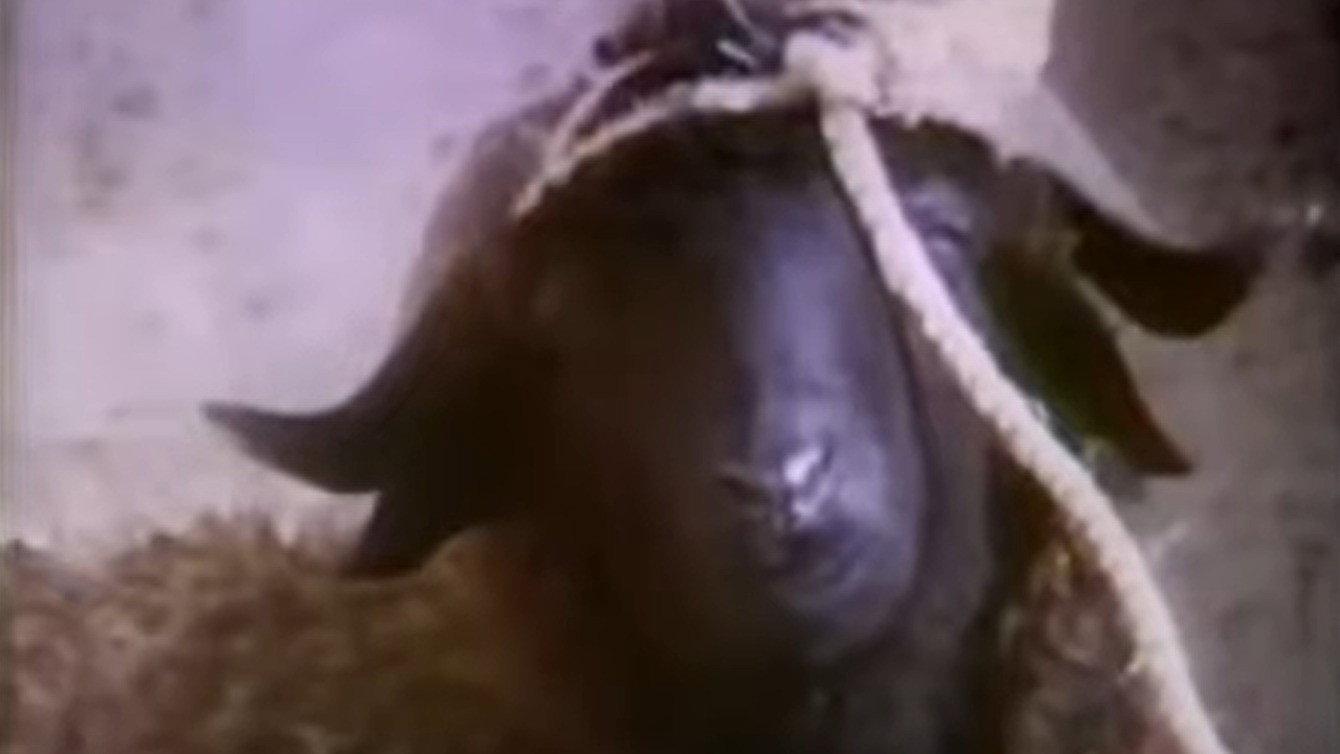 Vibration 1975 movie scene