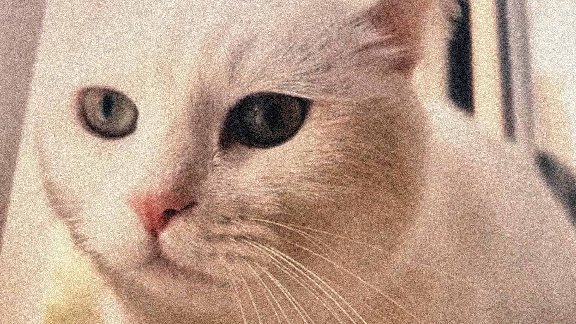 Cat in Absentia 2026 movie scene