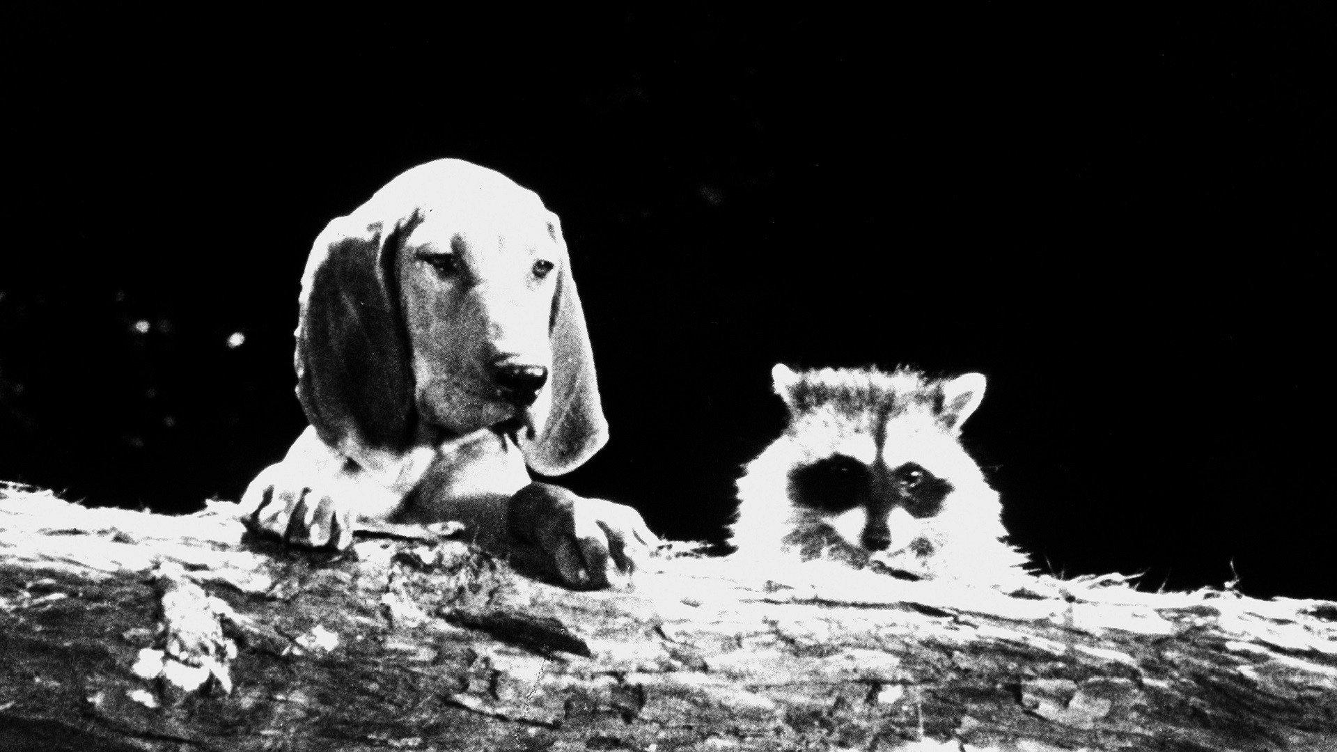 The Hound That Thought He Was a Raccoon 1960 movie scene