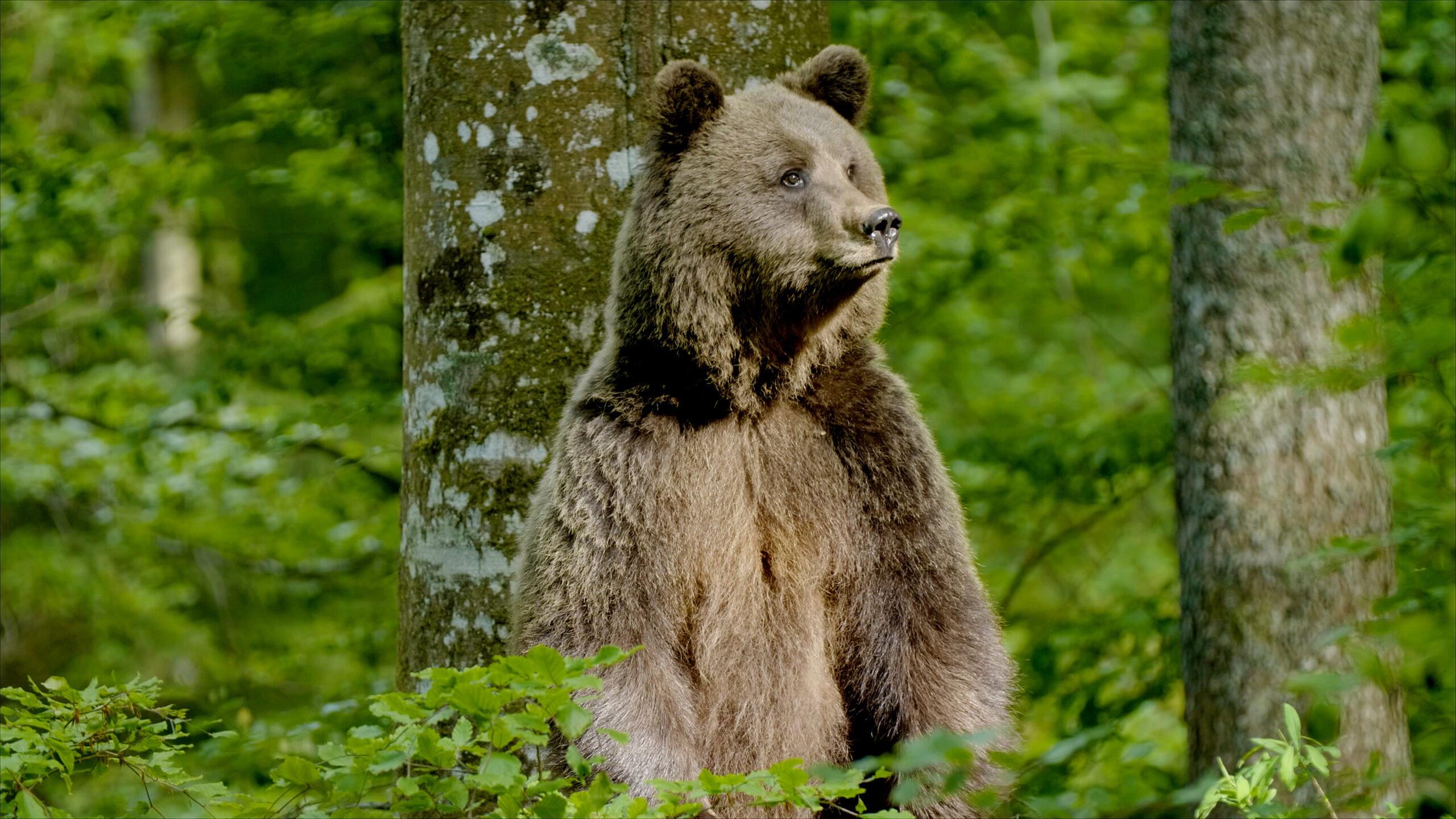 Slovenia - Where Nature Comes First 2022 movie scene