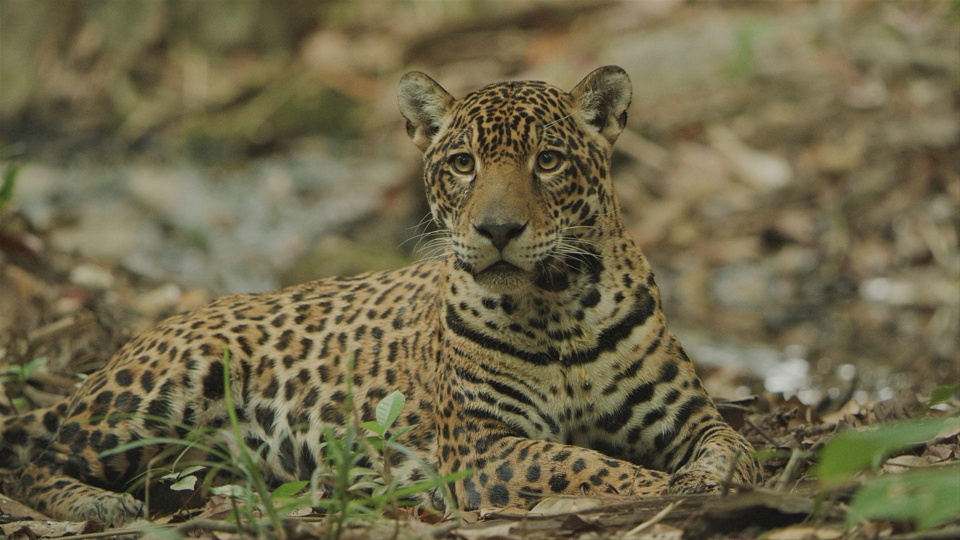 Jaguar: Jungle Icon of Guyana 2023 movie scene