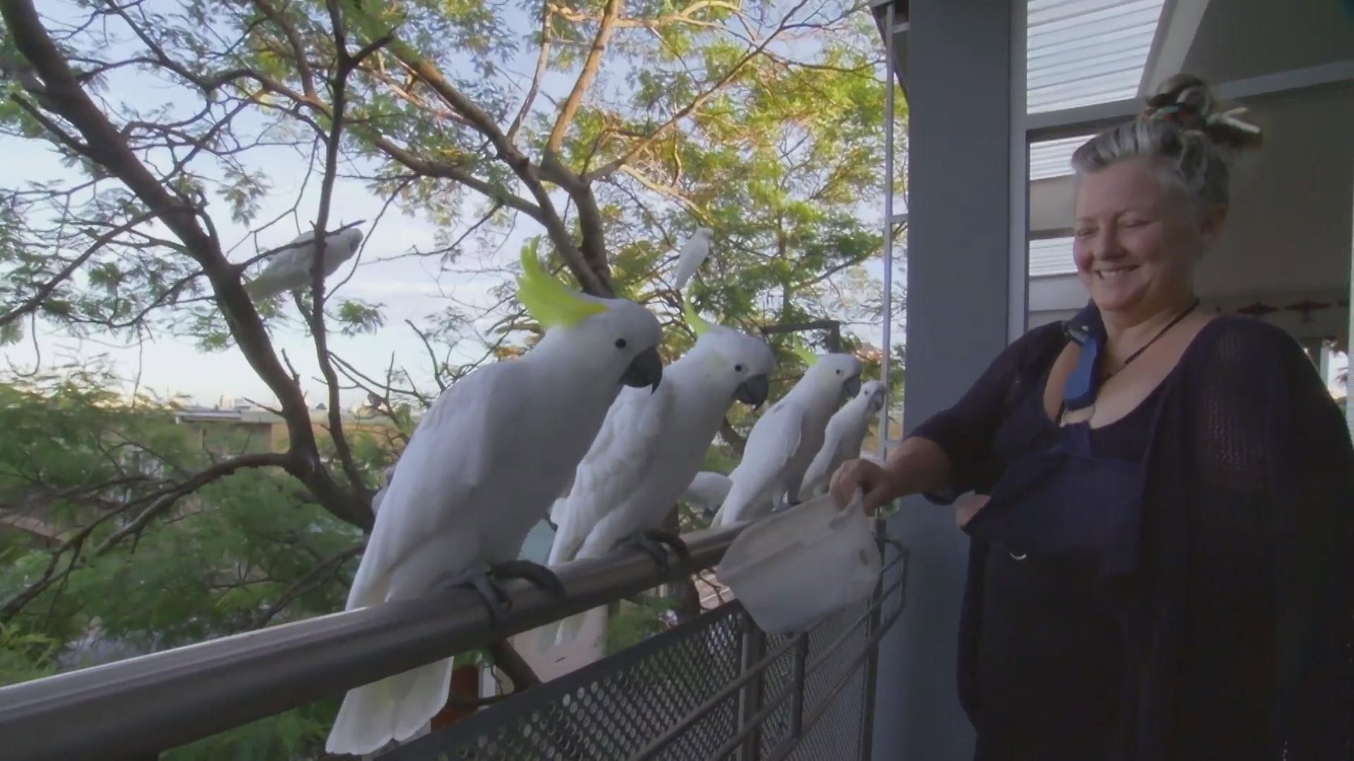 Planet Parrot 2012 movie scene