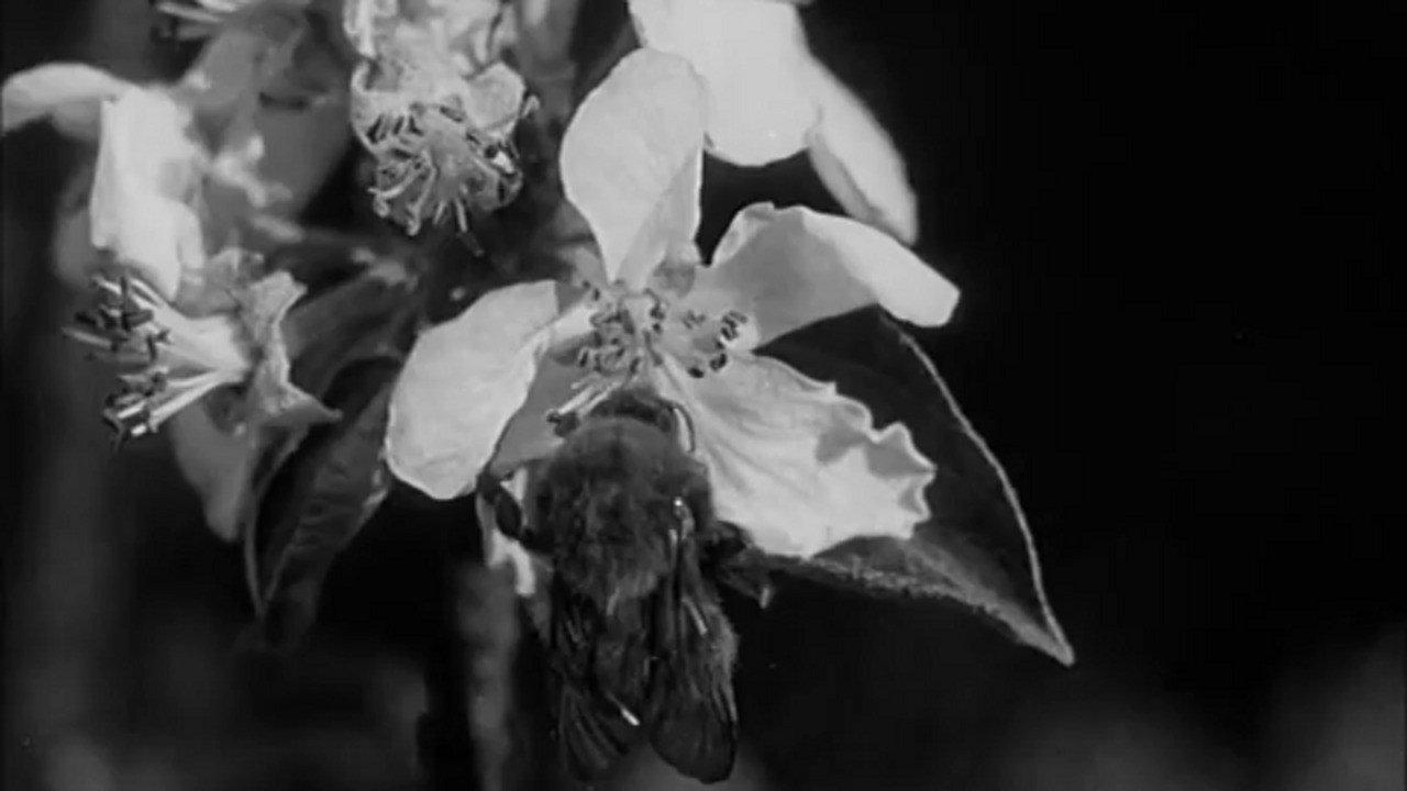Busy Bees 1926 movie scene