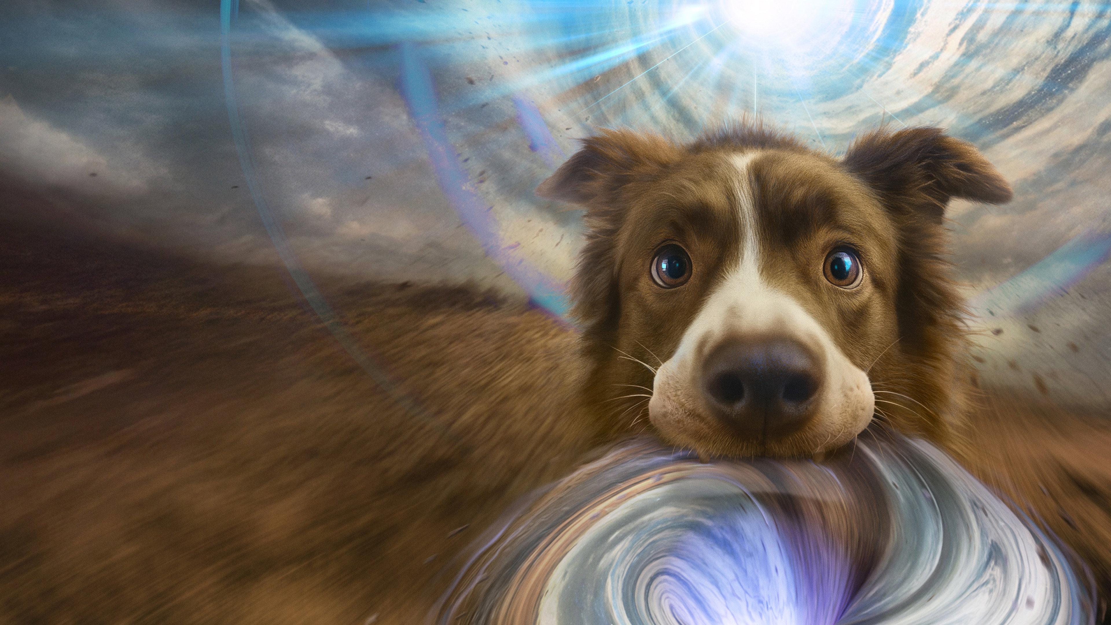 The Dog of Many Tomorrows 2026 movie scene
