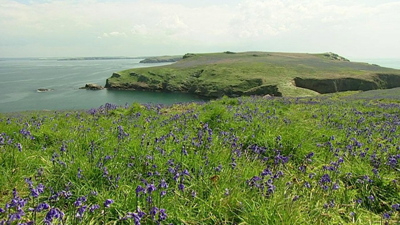 The Rabbits of Skomer 2006 movie scene