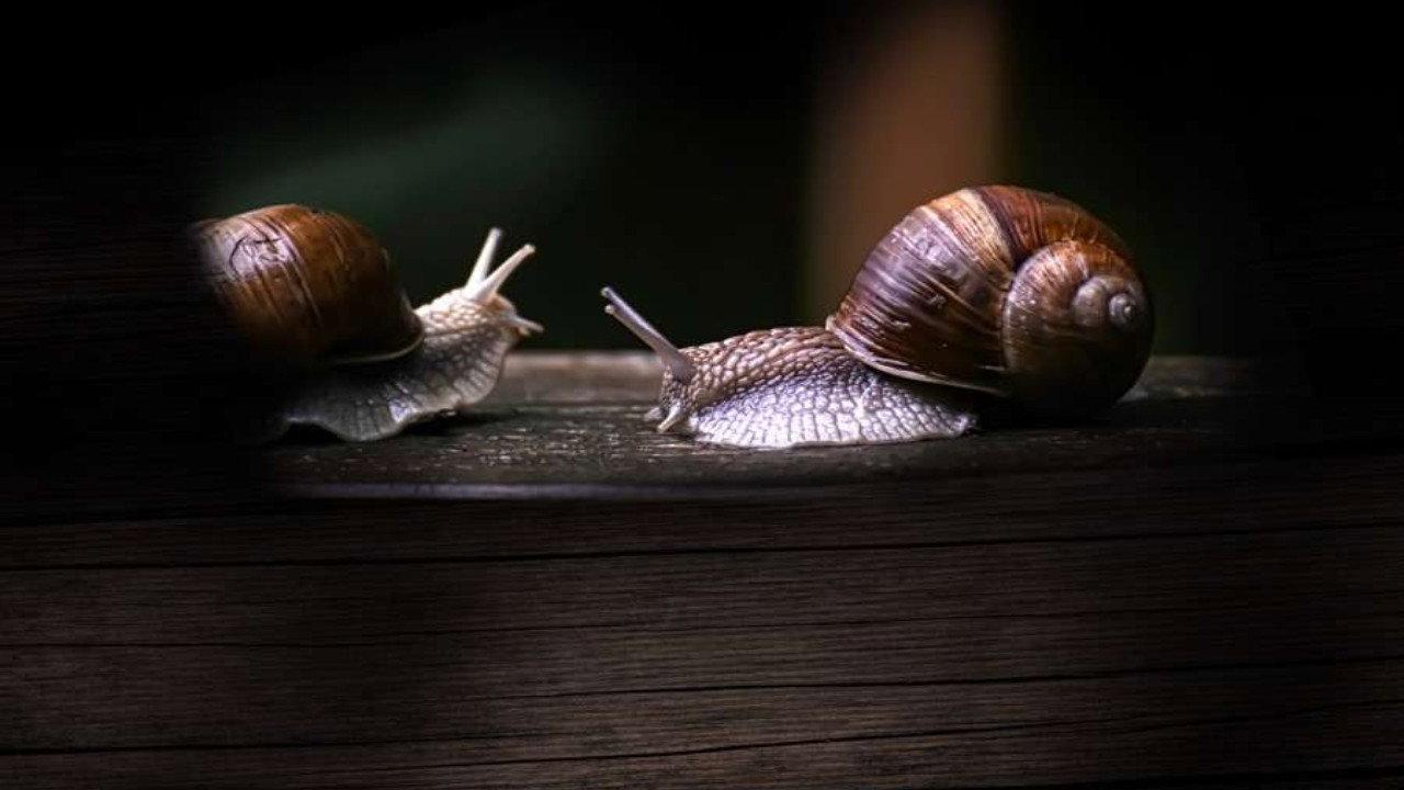 Secret World of Mollusks 2021 movie scene