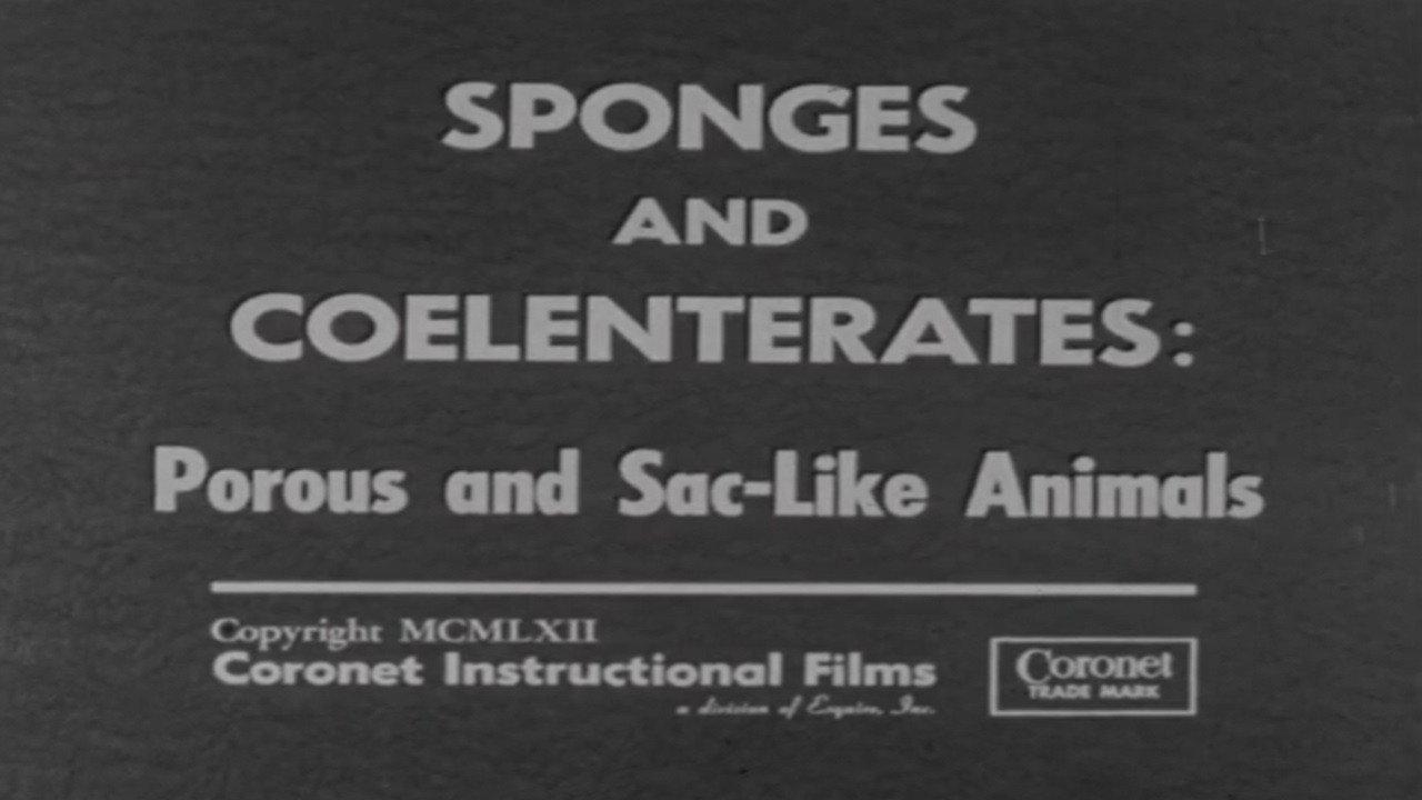 Sponges and Coelenterates: Porous and Sac-Like Animals 1962 movie scene