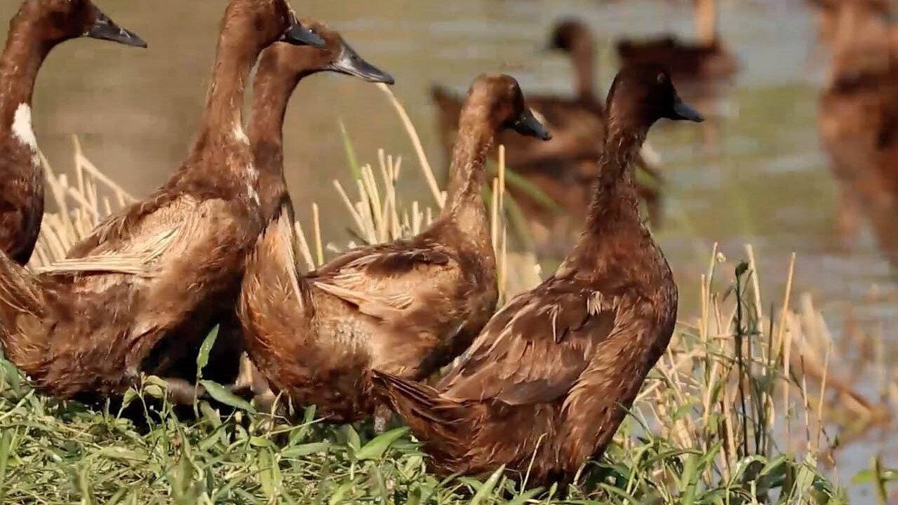 Duck Academy 2019 movie scene