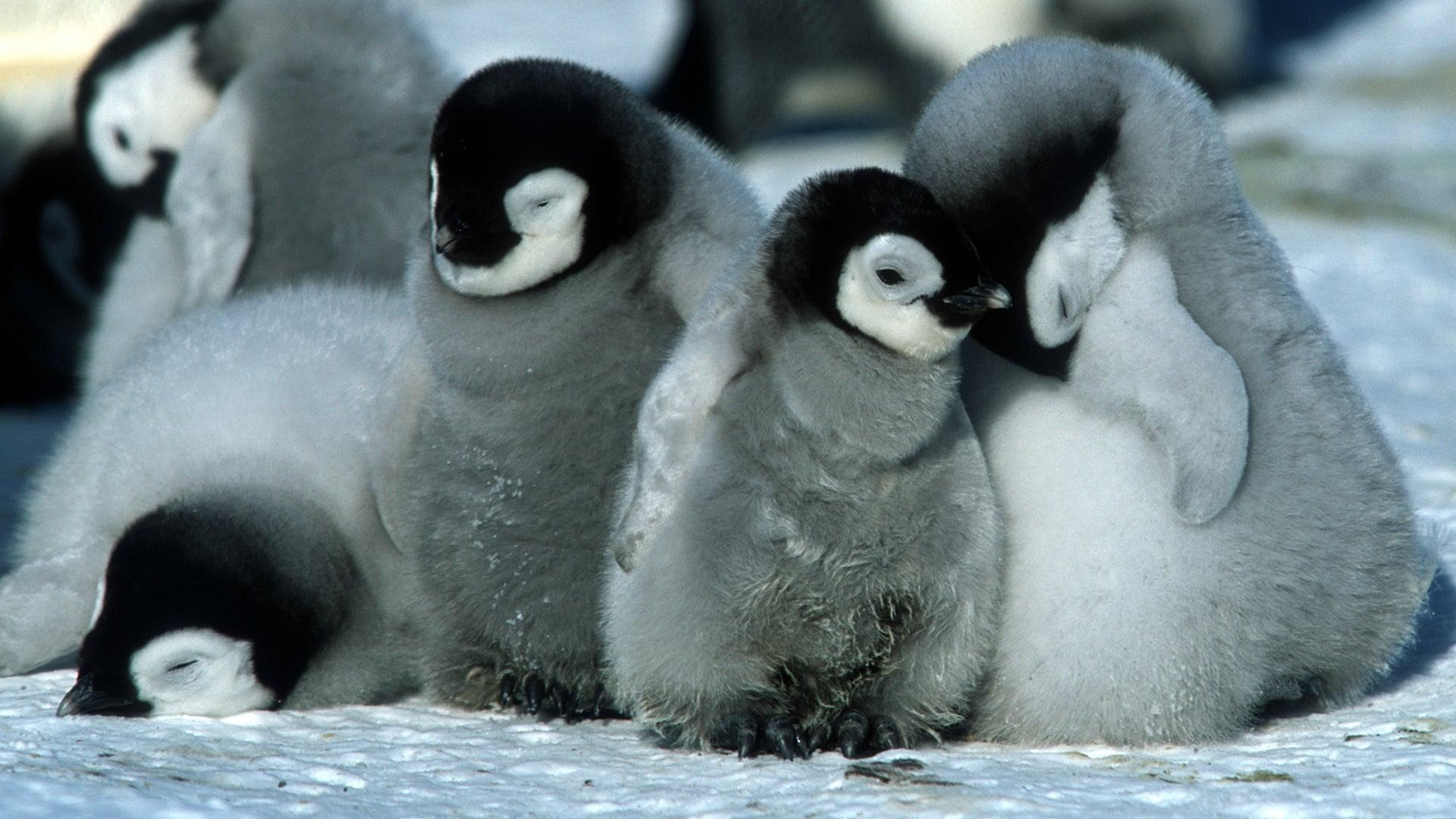 March of the Penguins 2005 movie scene