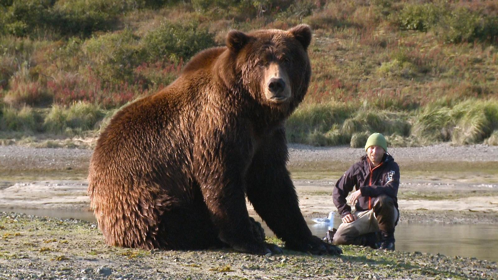 Bear-Like 2019 movie scene