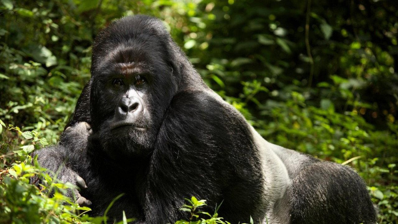En danger : menaces sur les grands singes 2021 movie scene