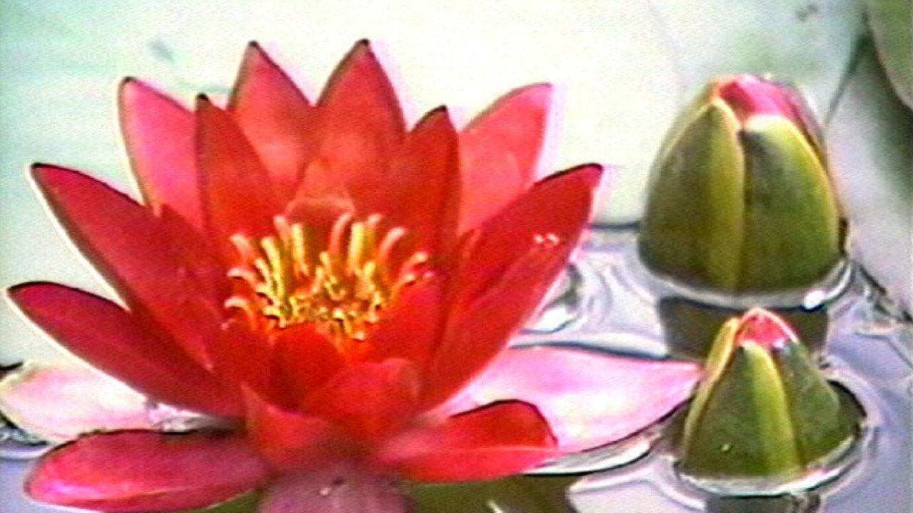 Ohio at Giverny 1983 movie scene