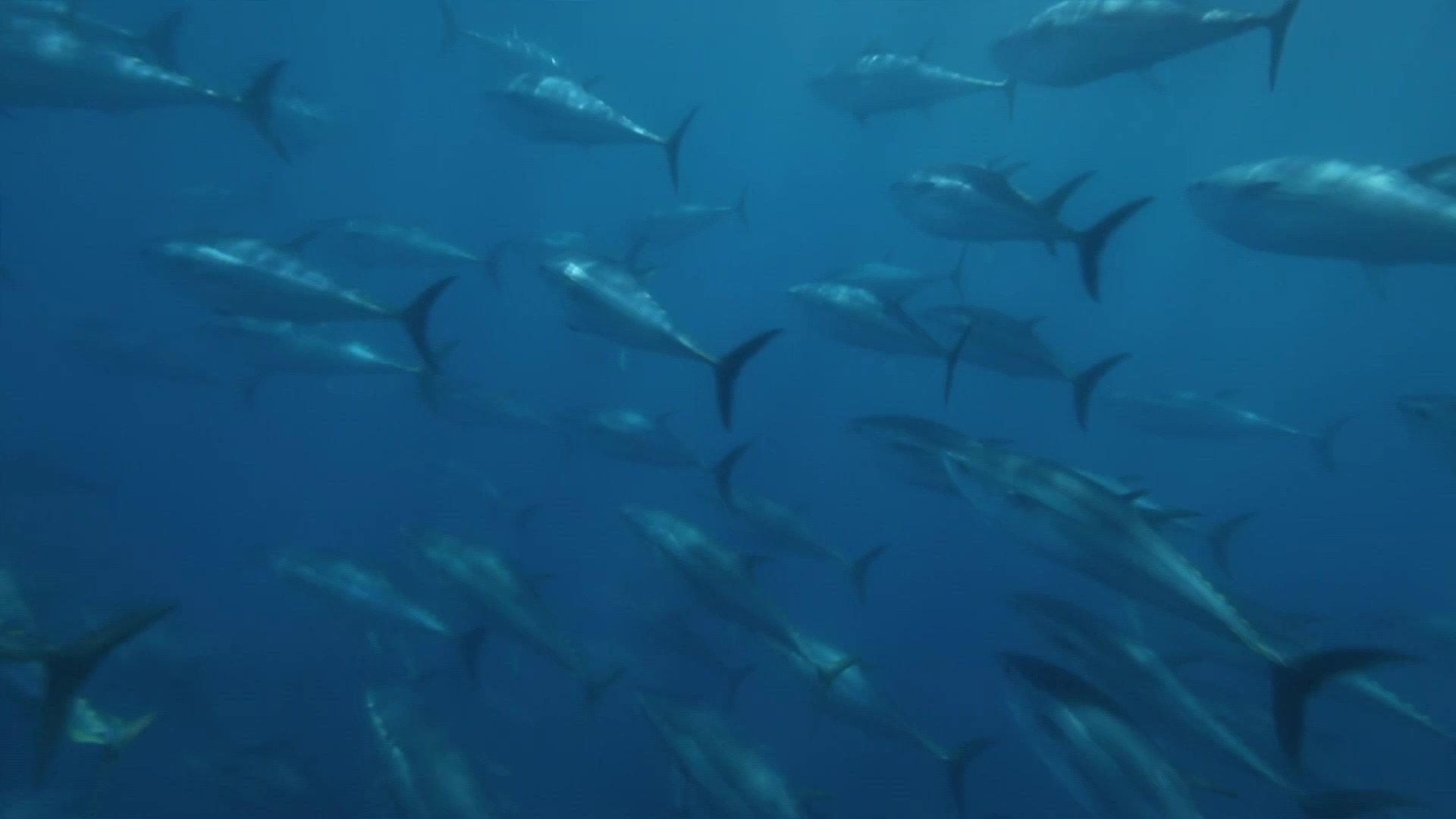 Superfish: Bluefin Tuna 2012 movie scene