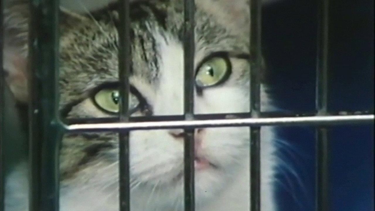 Parting Shots from Animals 1980 movie scene