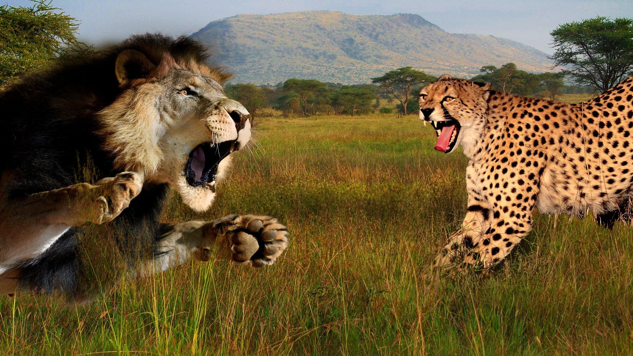 Cat Wars: Lion vs. Cheetah 2011 movie scene