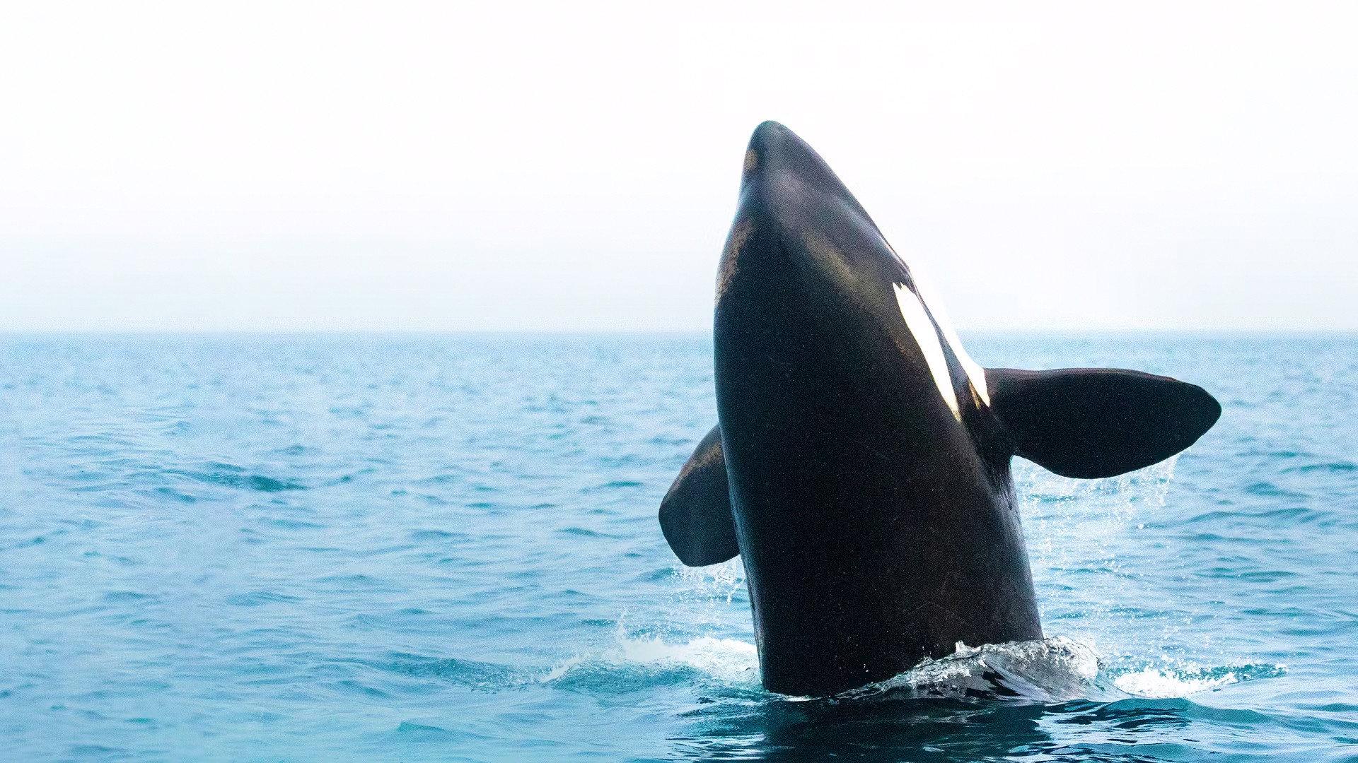 Orcas - Vorstoss in die Arktis 2014 movie scene