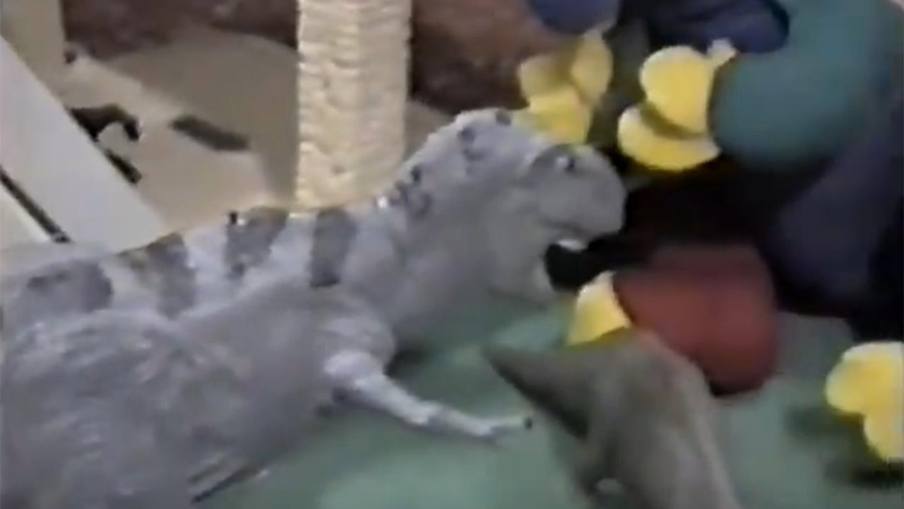 Dinosaurs in the City 1996 movie scene