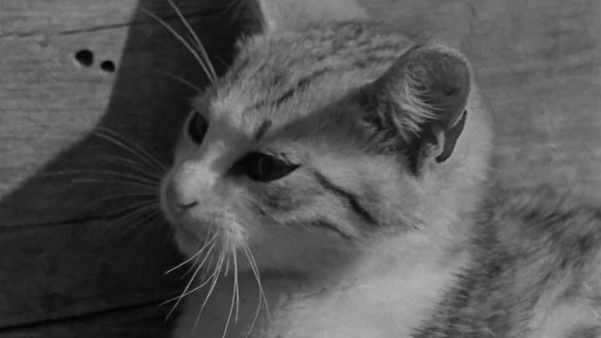 Playful Kitty 1960 movie scene