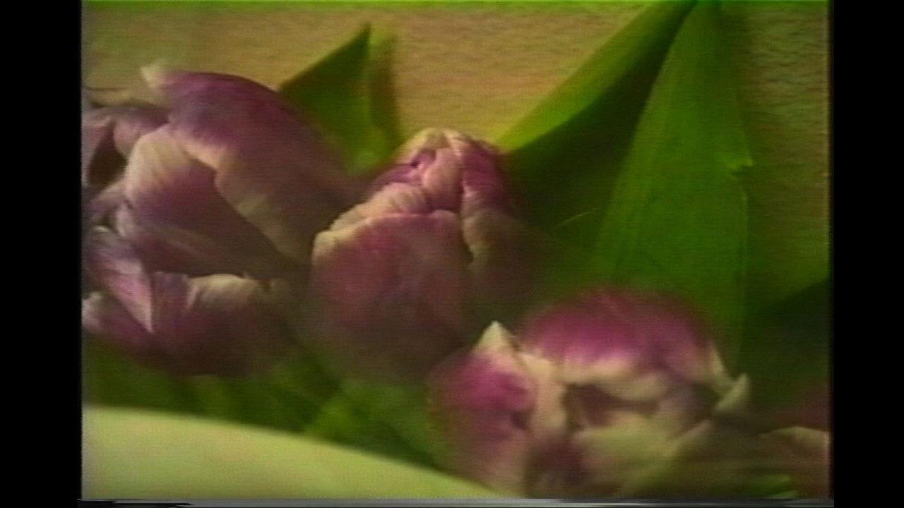 The Hundred Videos #1 1996 movie scene