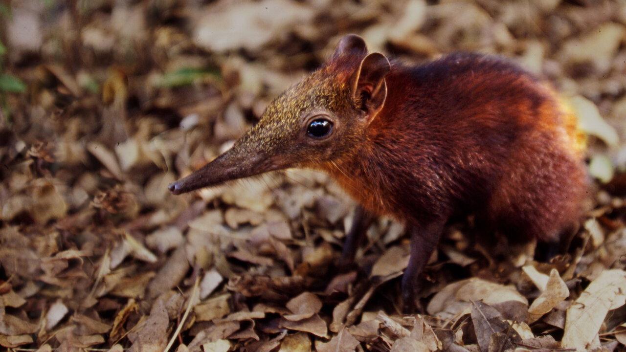 Rainforest Pixies: The Mysterious Rhynchocyon Shrew of Arabuko 2007 movie scene