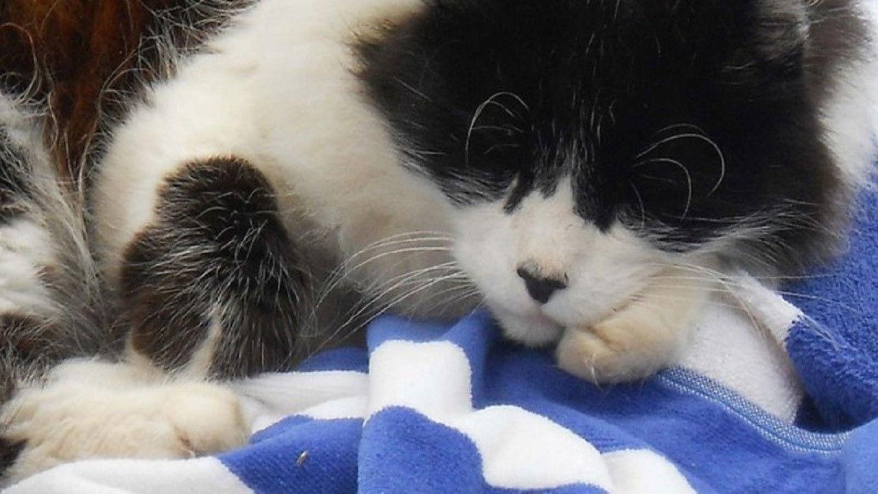 A Cat's Tale 2008 movie scene