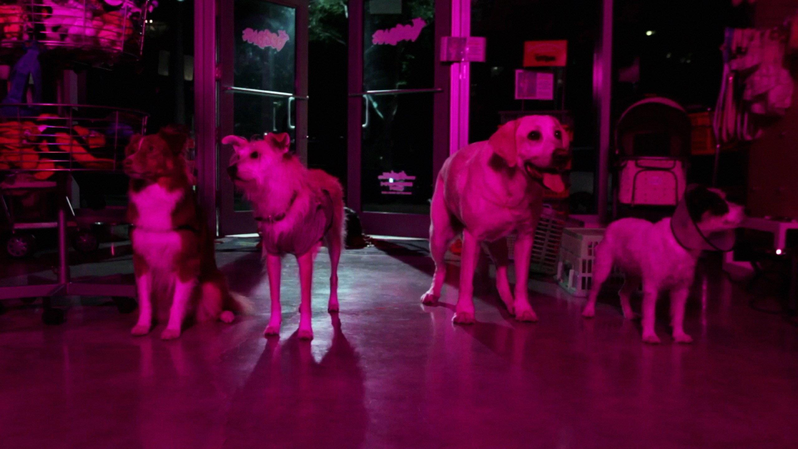 Play Dead 2011 movie scene