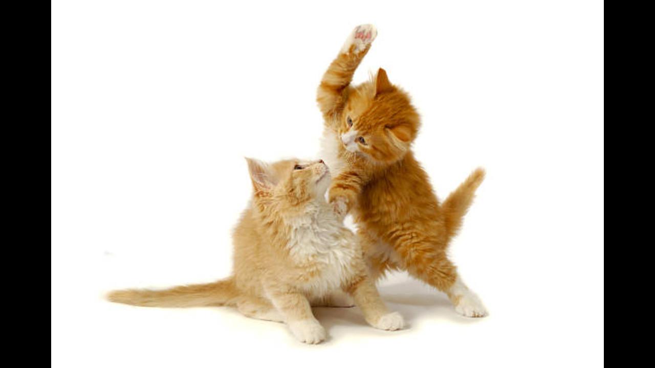 Kitties & Puppies 1984 movie scene