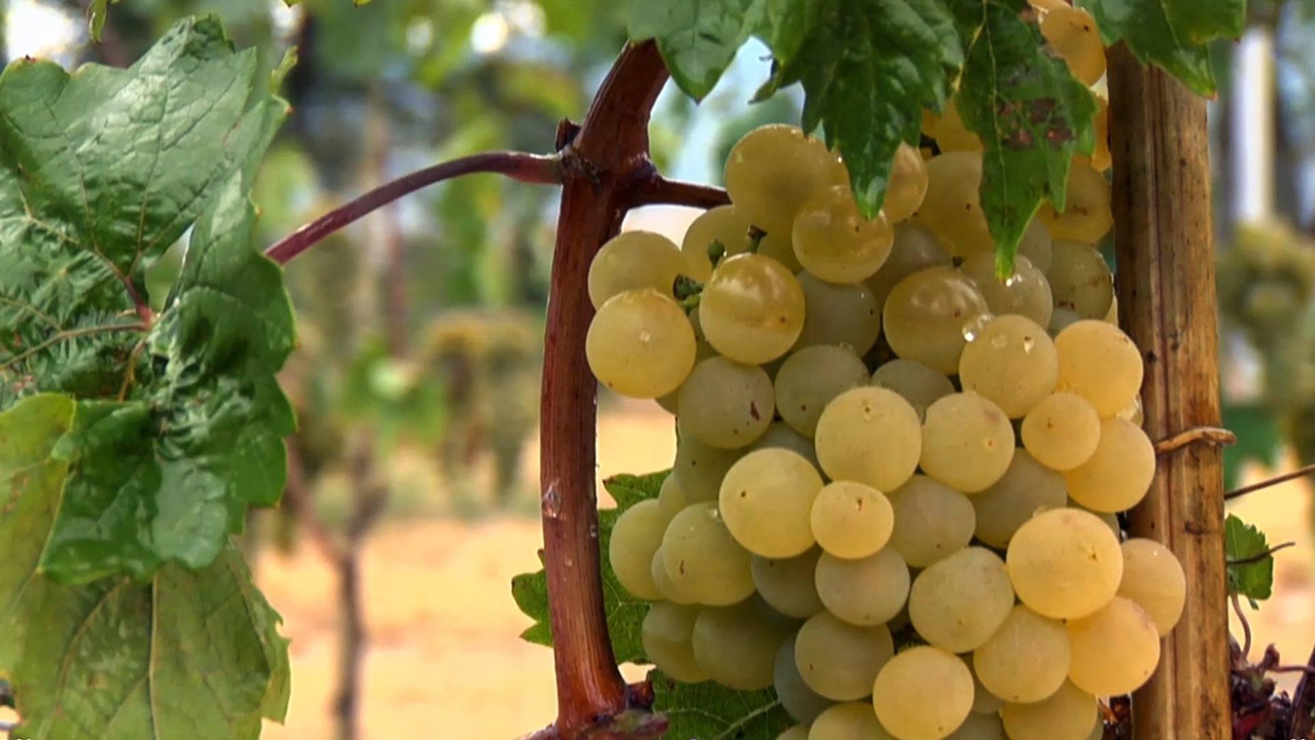 Cradle of Wine 2013 movie scene