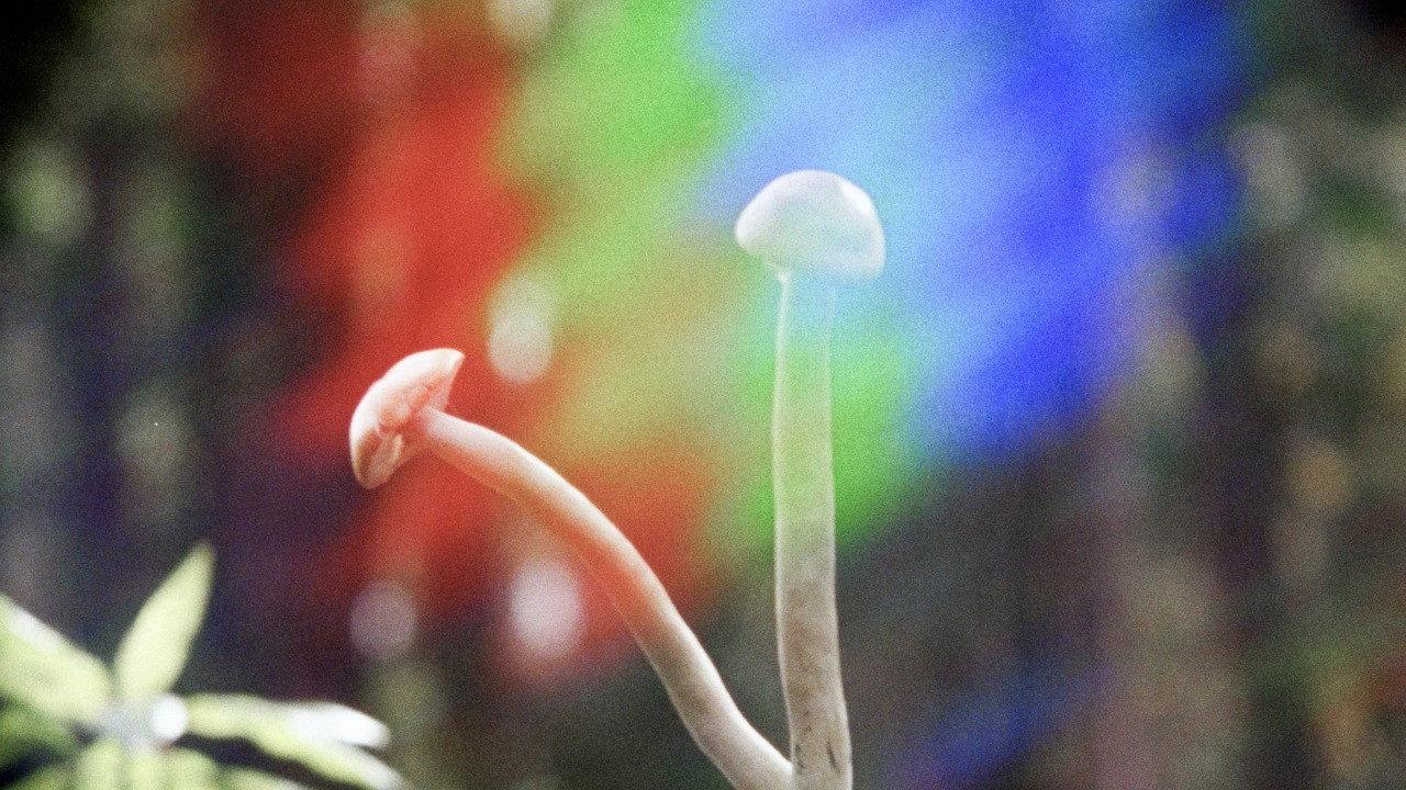 Shrooms 2023 movie scene