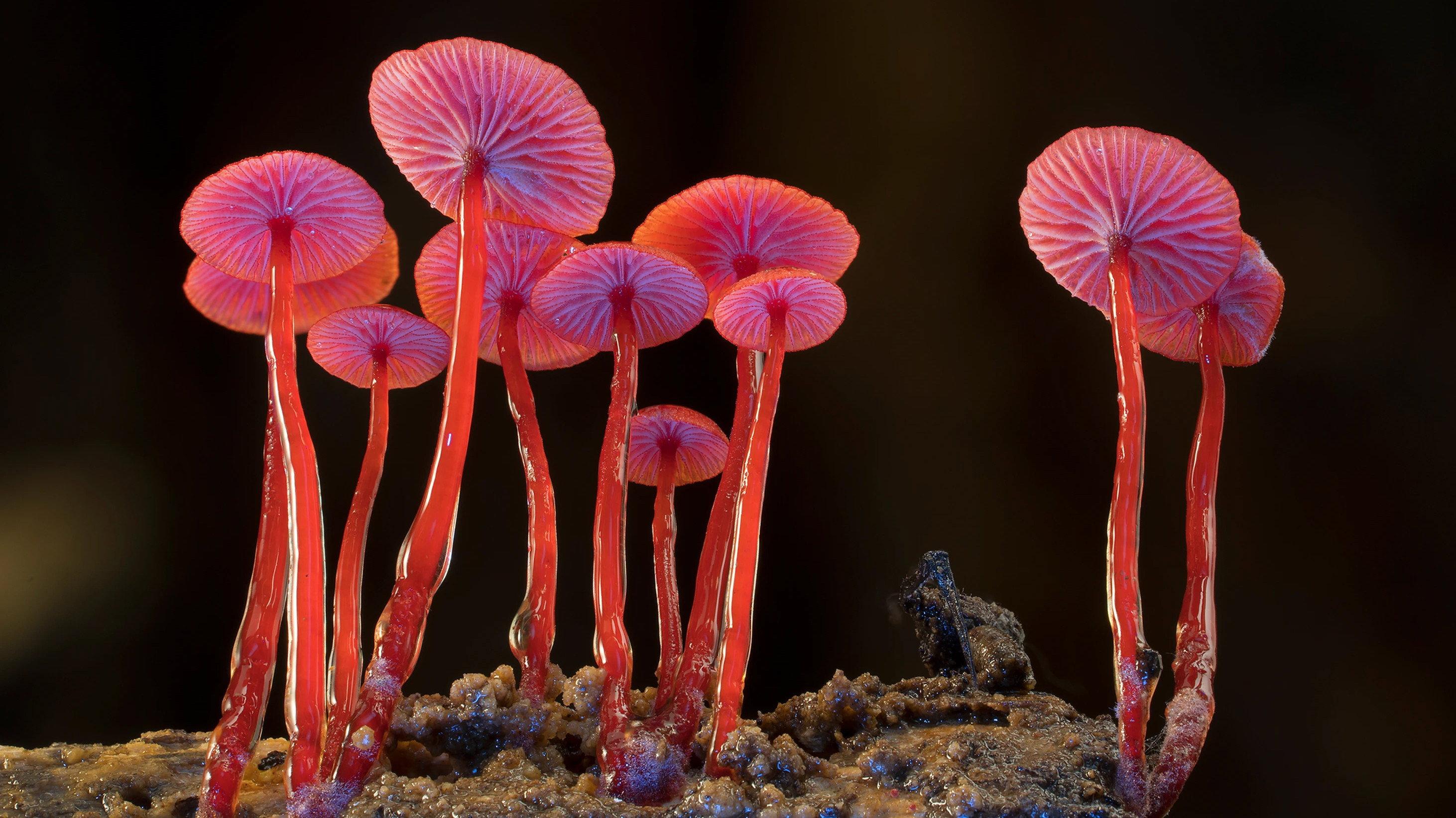 Fungi: The Web of Life 2023 movie scene
