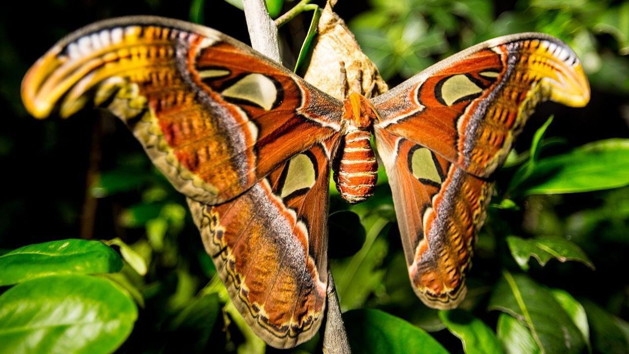 Incredible Insects 2016 movie scene