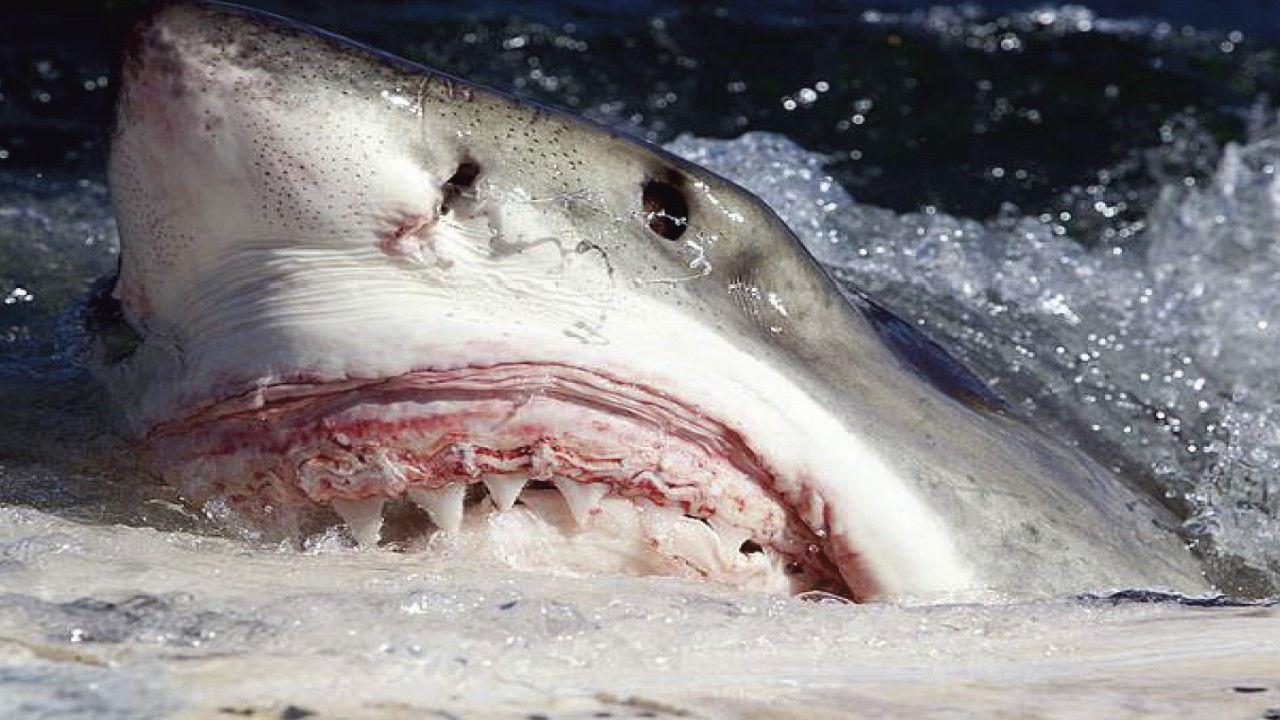 Killer Sharks: The Attacks of Black December 2011 movie scene