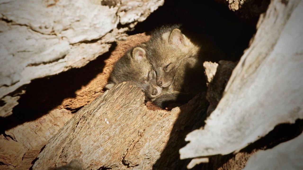 Back from the Brink: Saved from Extinction 2019 movie scene