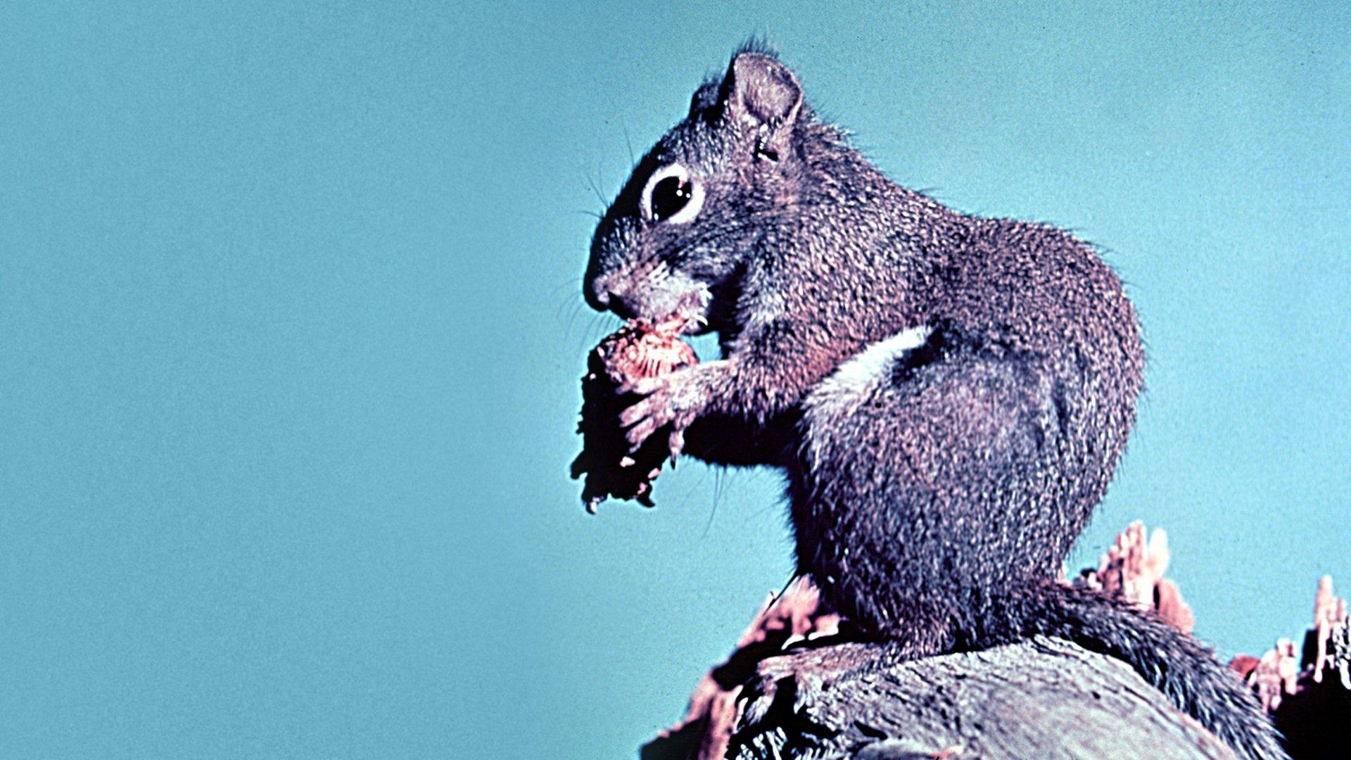 Perri 1957 movie scene