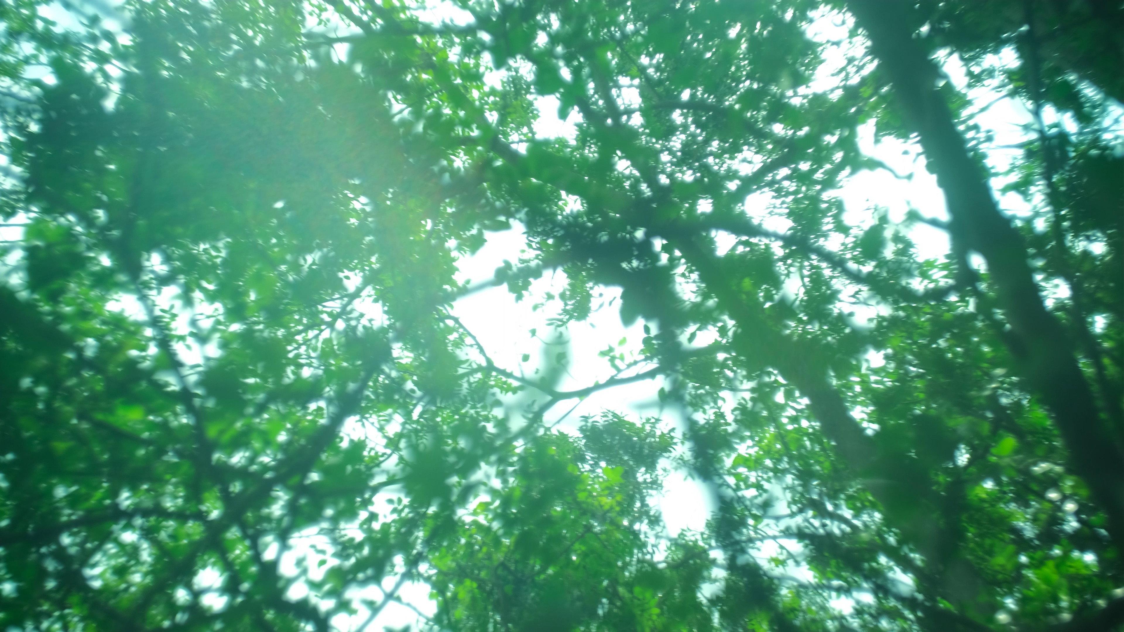 Far From the Grove movie scene