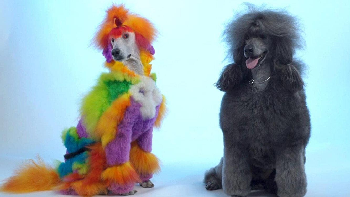 Well Groomed 2019 movie scene