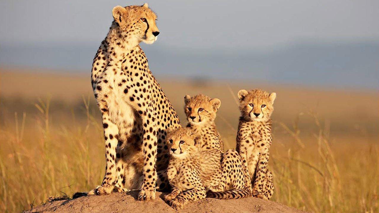 African Cats 2011 movie scene