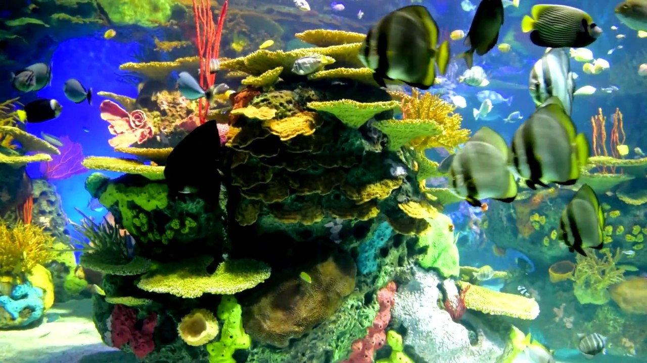 Beautiful Coral Reef Fish 2016 movie scene