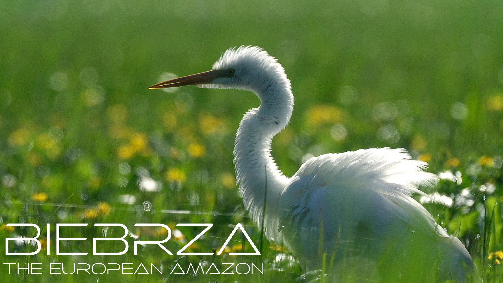 Biebrza: The European Amazon 2016 movie scene