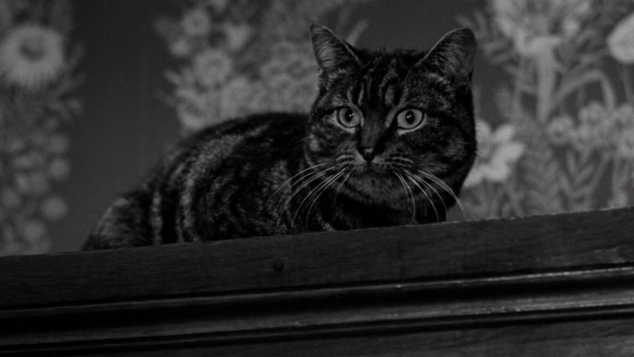 The Shadow of the Cat 1961 movie scene