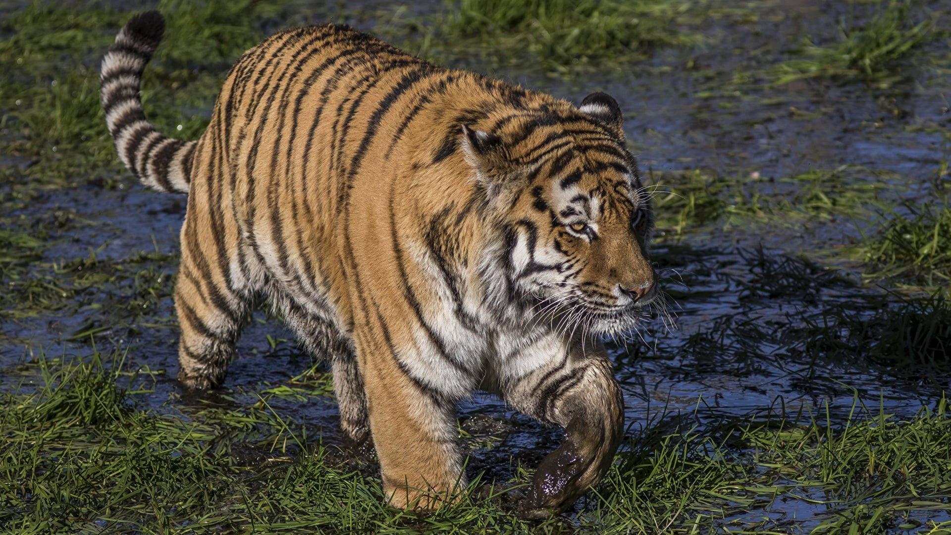 Swamp Tigers 2001 movie scene