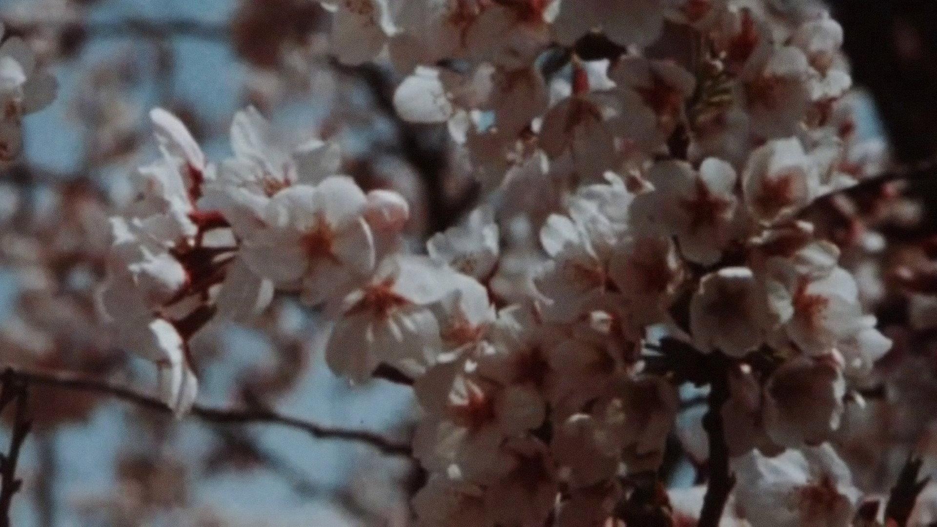 Sakura, Sakura 2014 movie scene