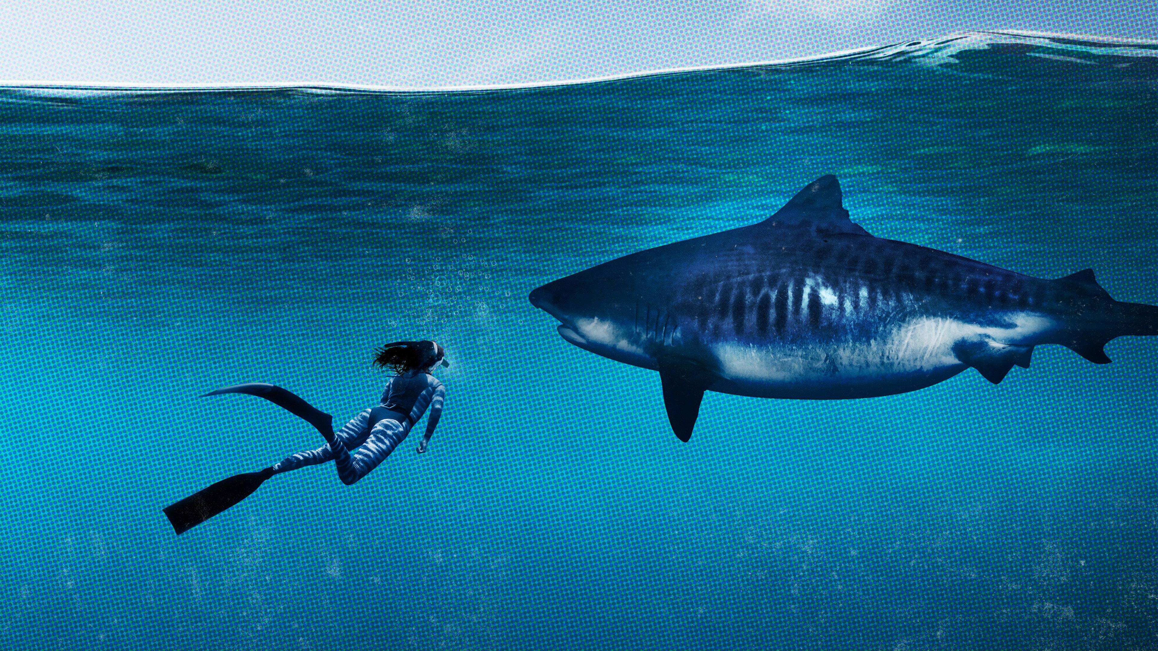 World's Biggest Tiger Shark 2020 movie scene