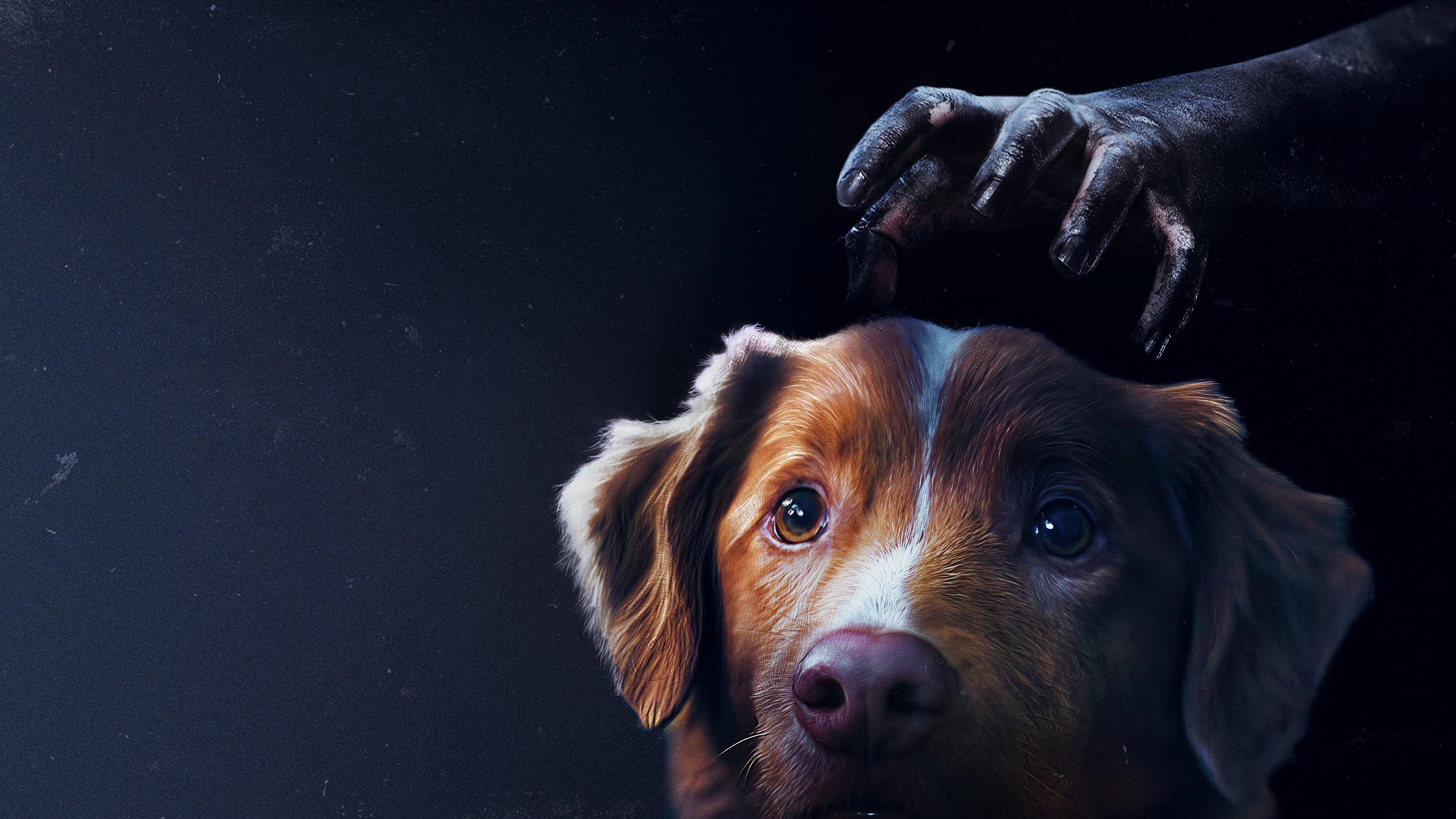 Good Boy 2025 movie scene