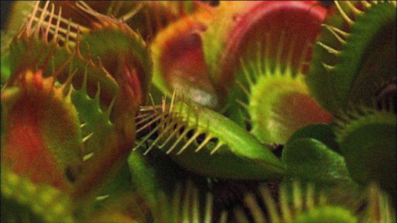 What Plants Talk About 2013 movie scene