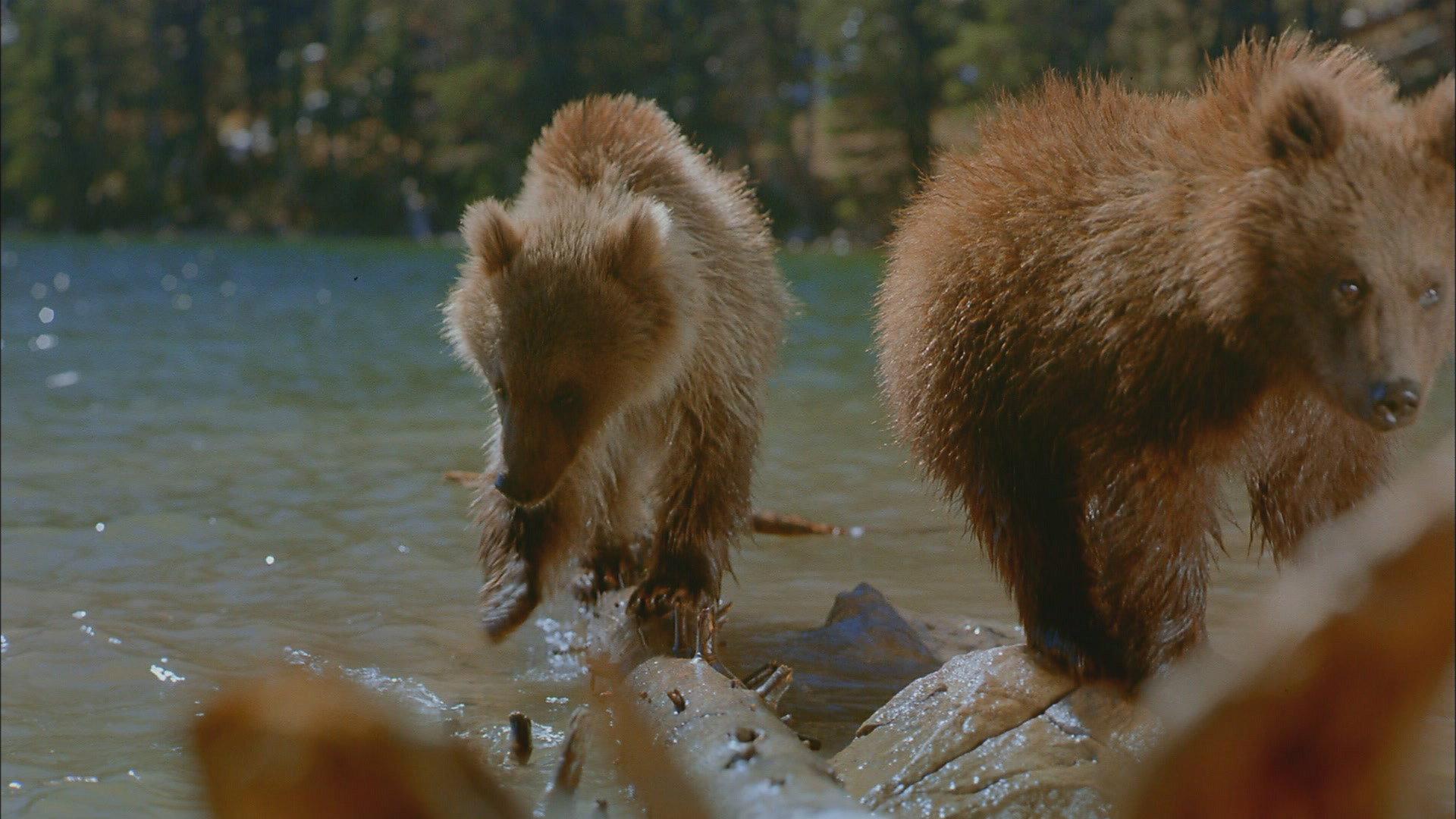 Bears 2004 movie scene