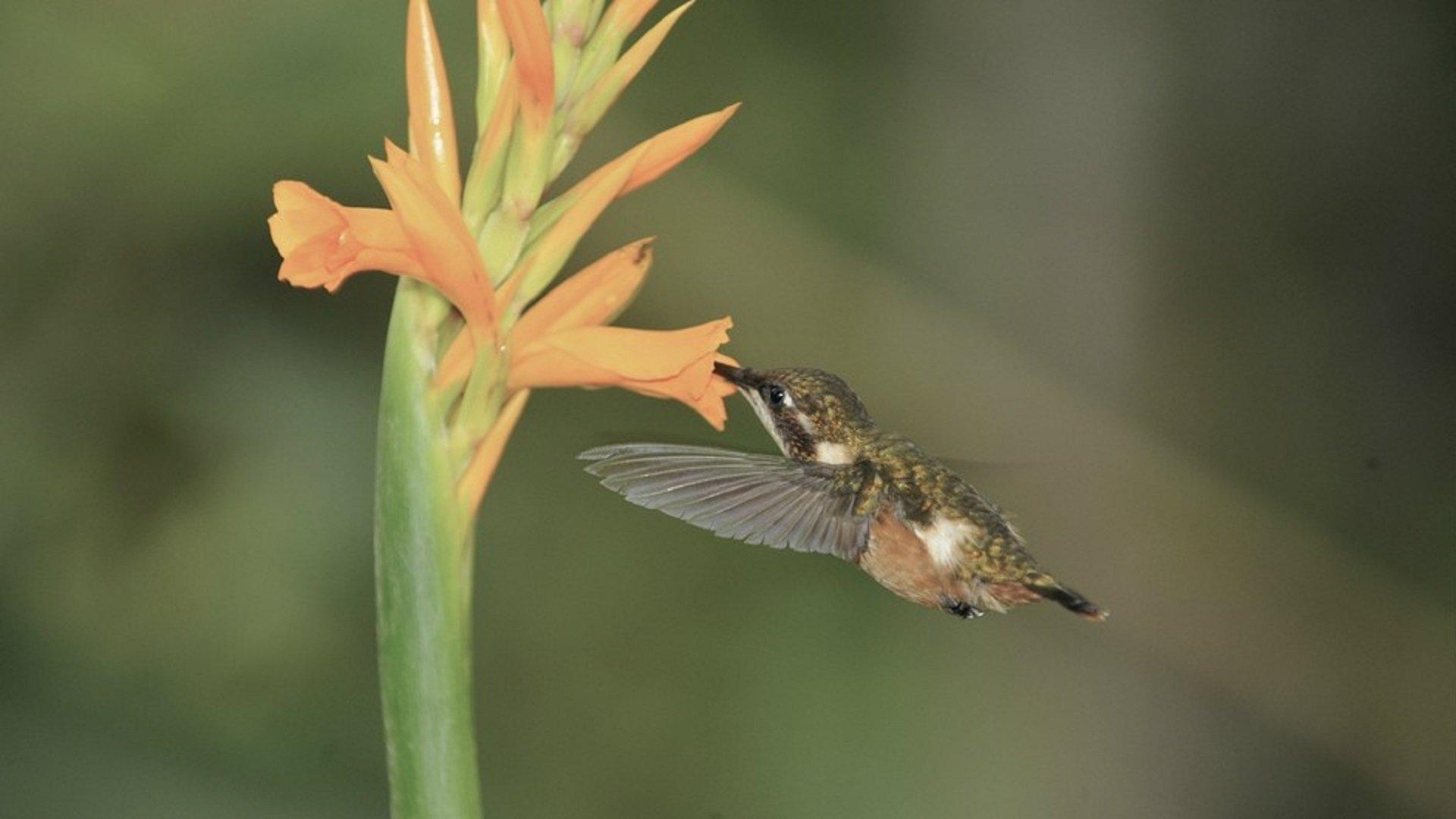 Hummingbirds: Jewelled Messengers 2012 movie scene