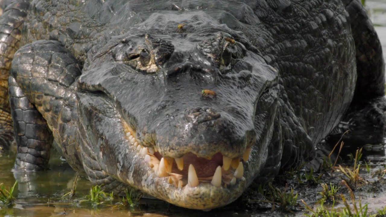 The Pantanal's Rebel Lake 2019 movie scene