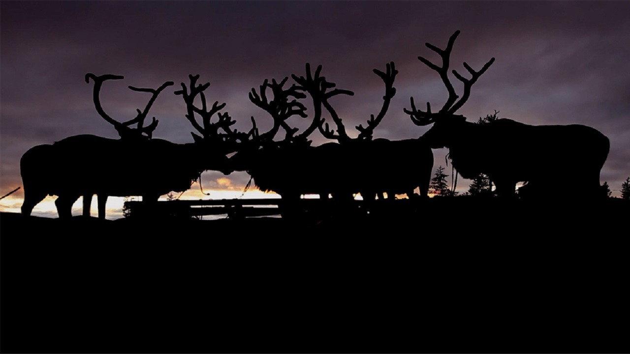 The Breath of the Tundra 2012 movie scene